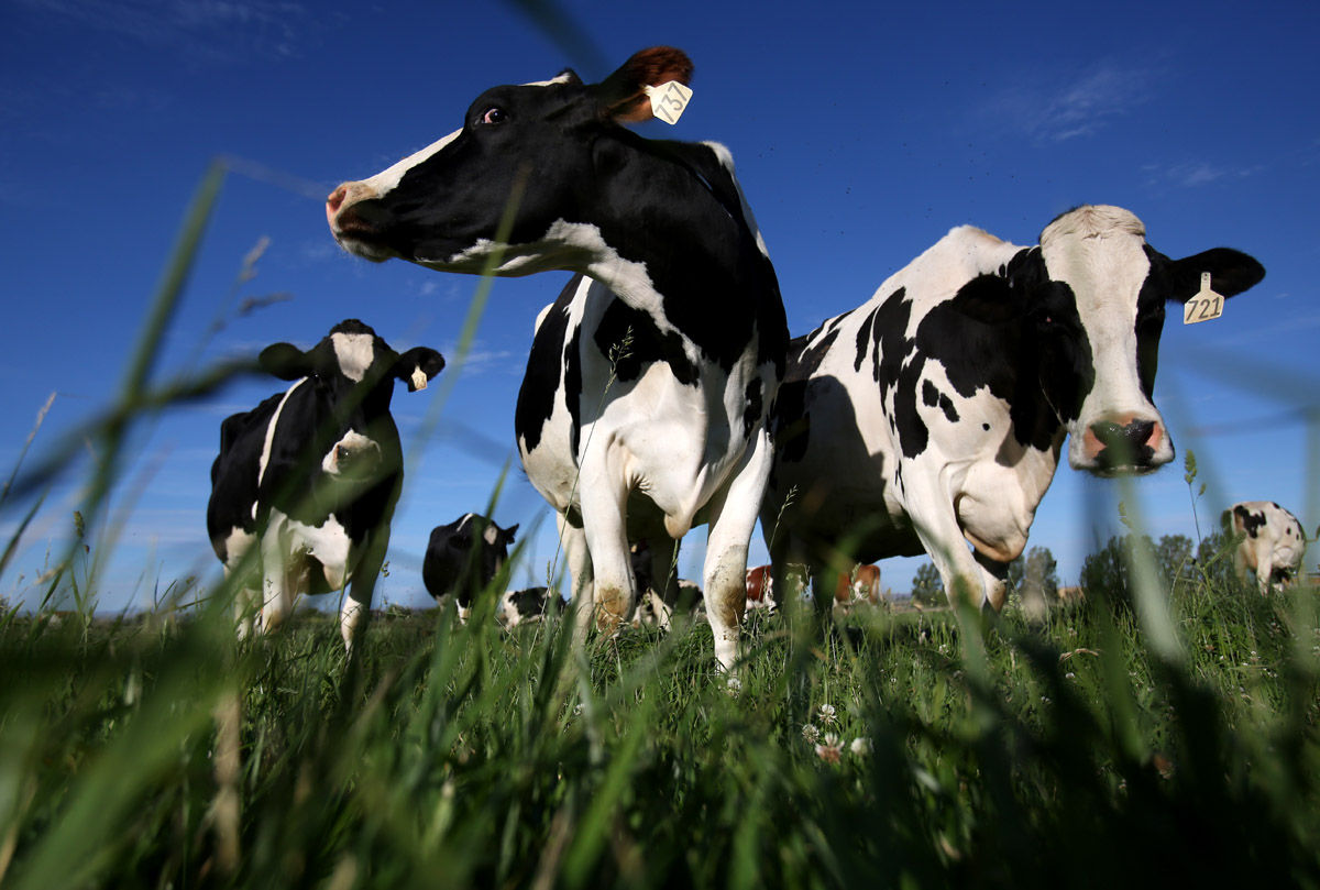 Dairy